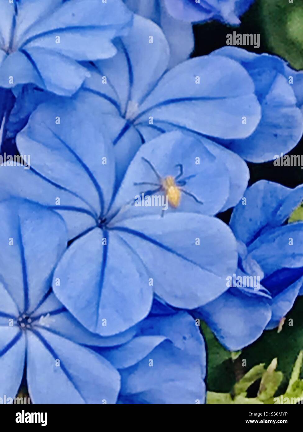 Araignée sur fleur bleue Banque D'Images