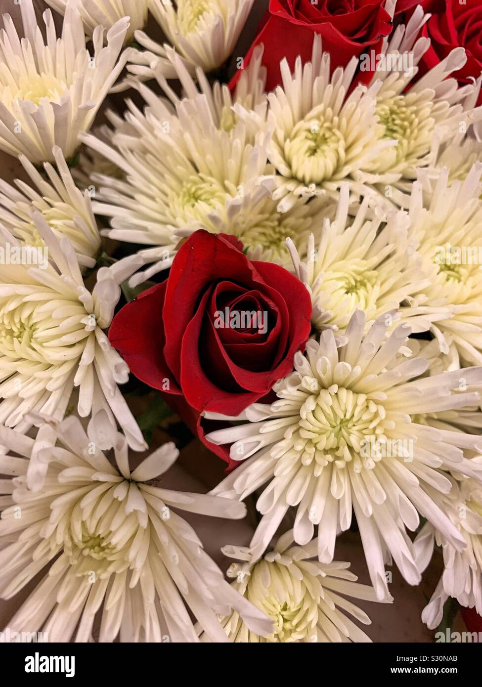 Rose rouge parmi les fleurs des chrysanthèmes blancs Banque D'Images