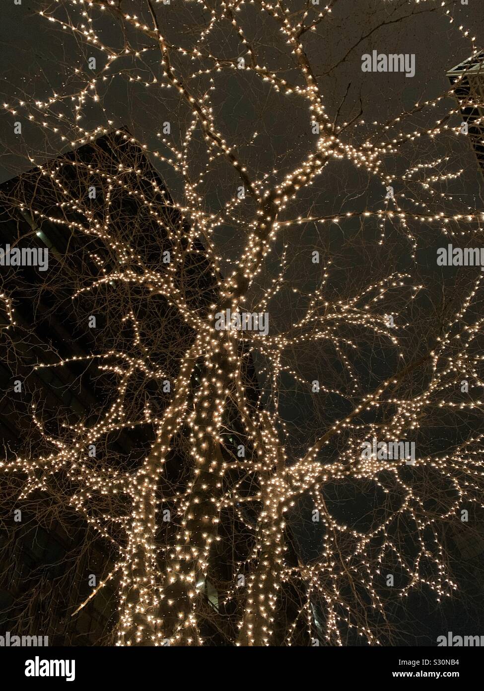 Beau grand arbre blanc éclairé avec des lumières d'arbre de Noël dans la grande ville - Image de stock capturée avec un smartphone
