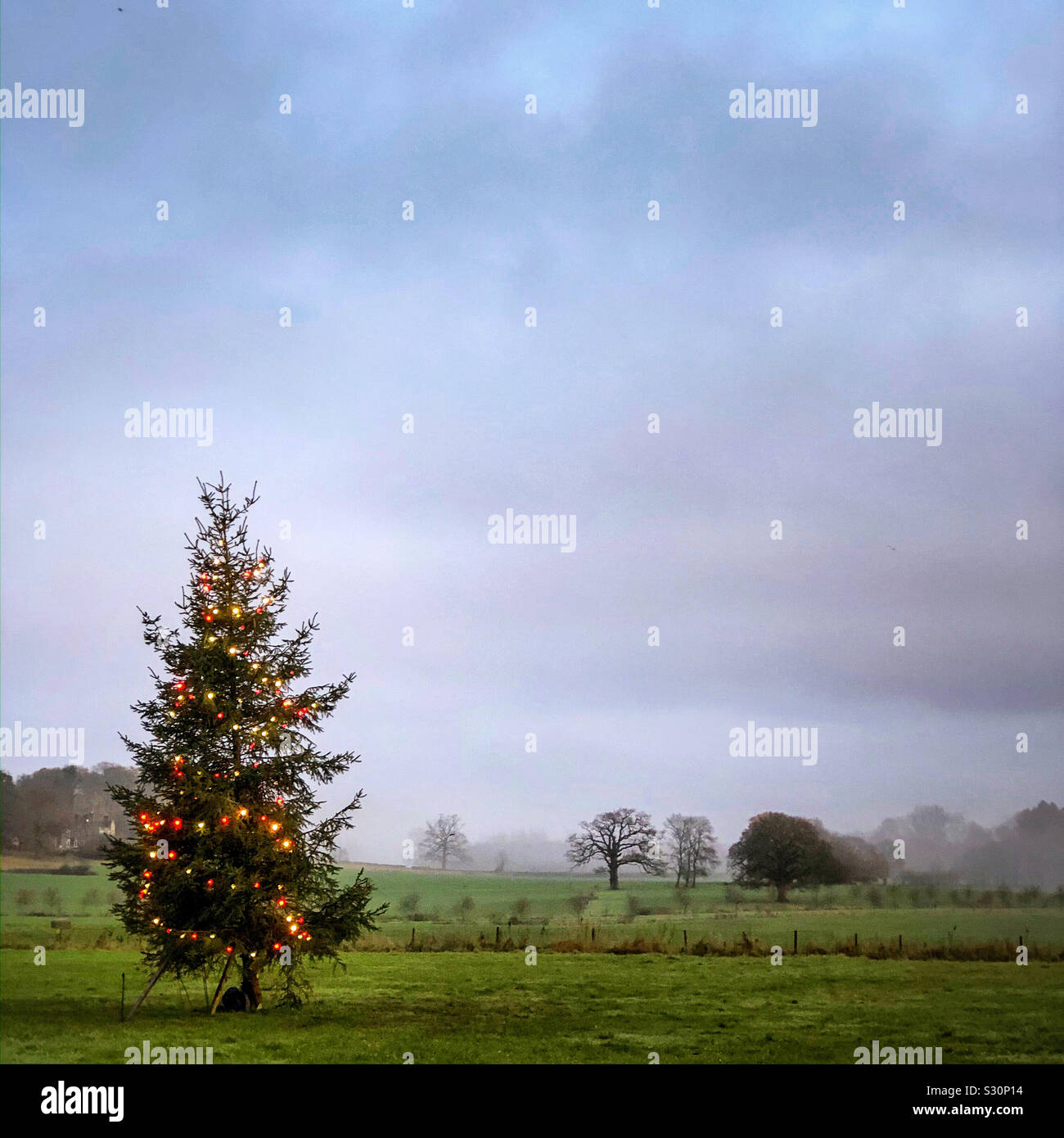 Arbre de Noël dans le paysage - Image de stock capturée avec un smartphone