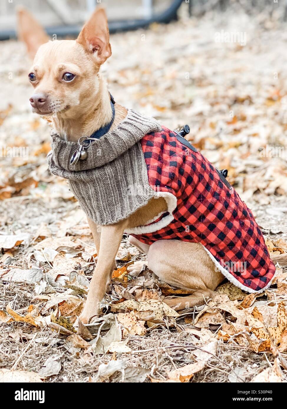 Chihuahua portant sa veste à carreaux buffalo préféré pour rester au chaud. Banque D'Images