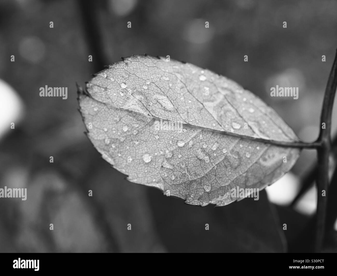 Jour d'hiver gris en Décembre Banque D'Images