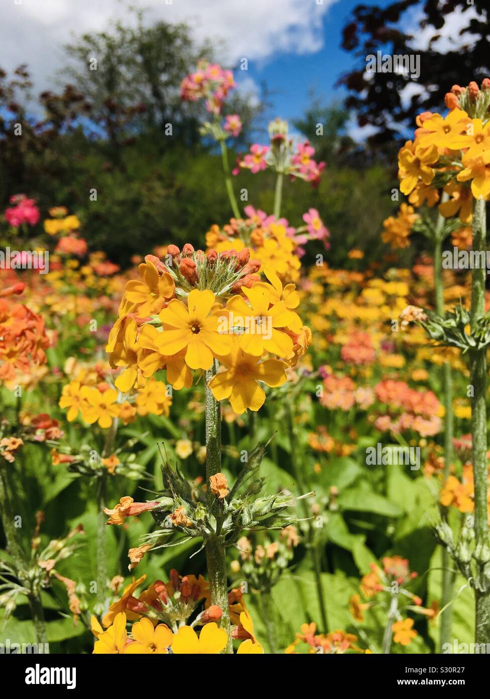 Primevères candélabres aussi connu des candélabres primula Banque D'Images