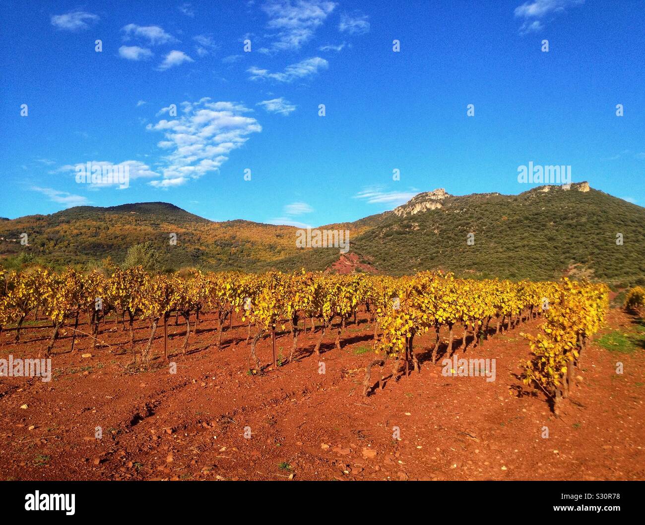 Terrasses du Larzac vignoble en automne, St Jean de La Blaquiere, Occitanie France Banque D'Images