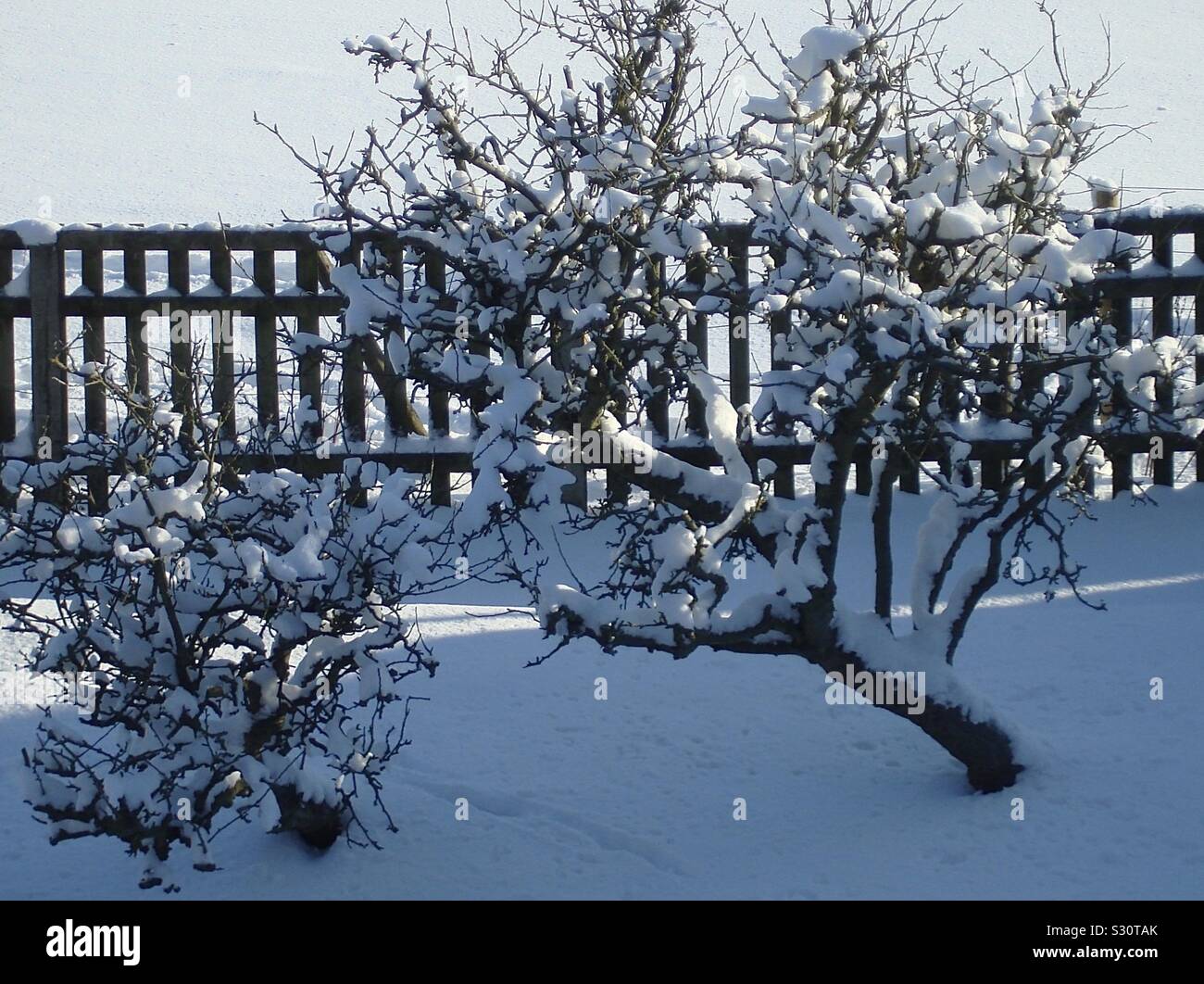 Soleil de l'après-midi sur un harfang, jardin d'hiver dans le Yorkshire. Se penchant vintage d'arbres fruitiers et d'une clôture, faire des schémas inhabituels. Des pistes d'animaux peut être vu entre les arbres. Banque D'Images