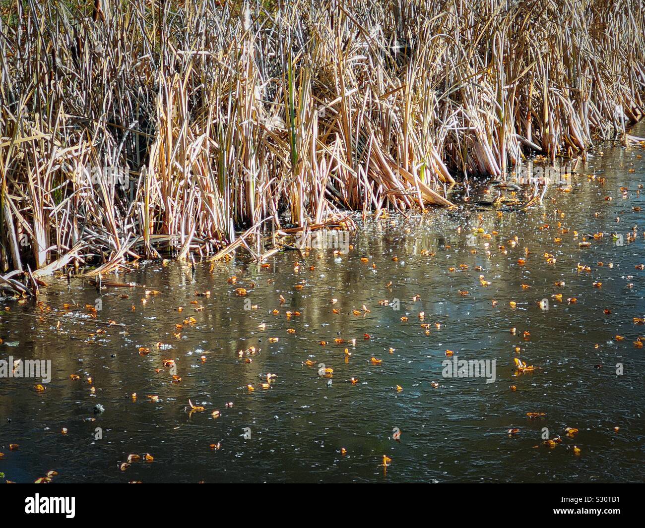 Roseaux et feuilles d'automne sur lac gelé, Suède Banque D'Images