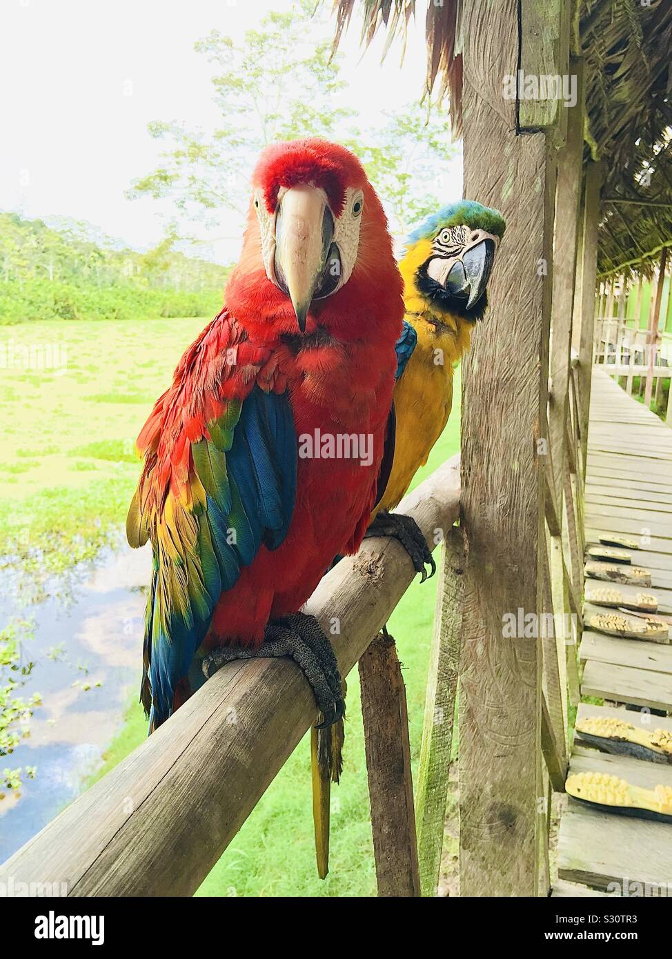 Les perroquets en Amazonie Banque D'Images