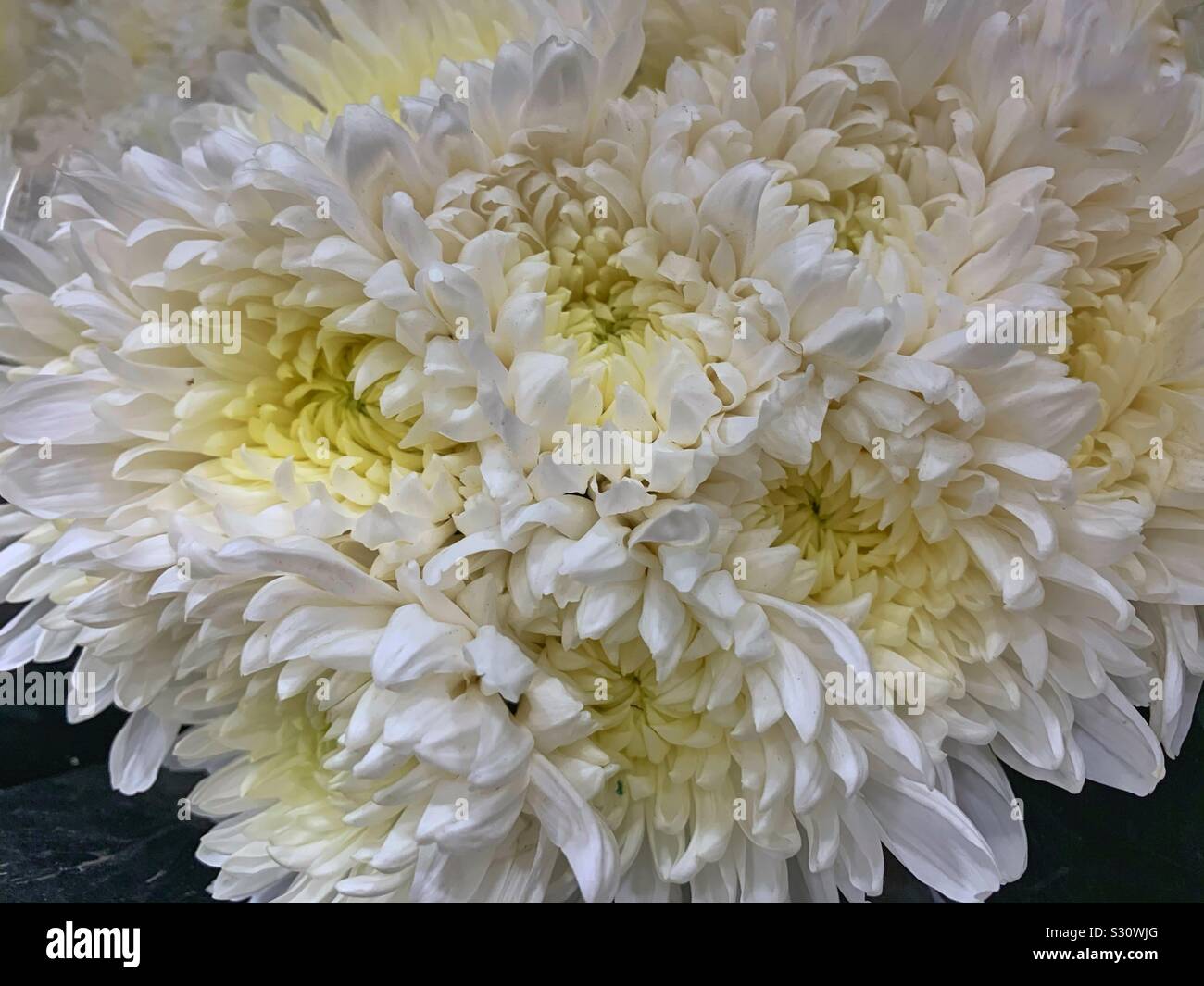 Fleurs de chrysanthèmes blancs frais Banque D'Images