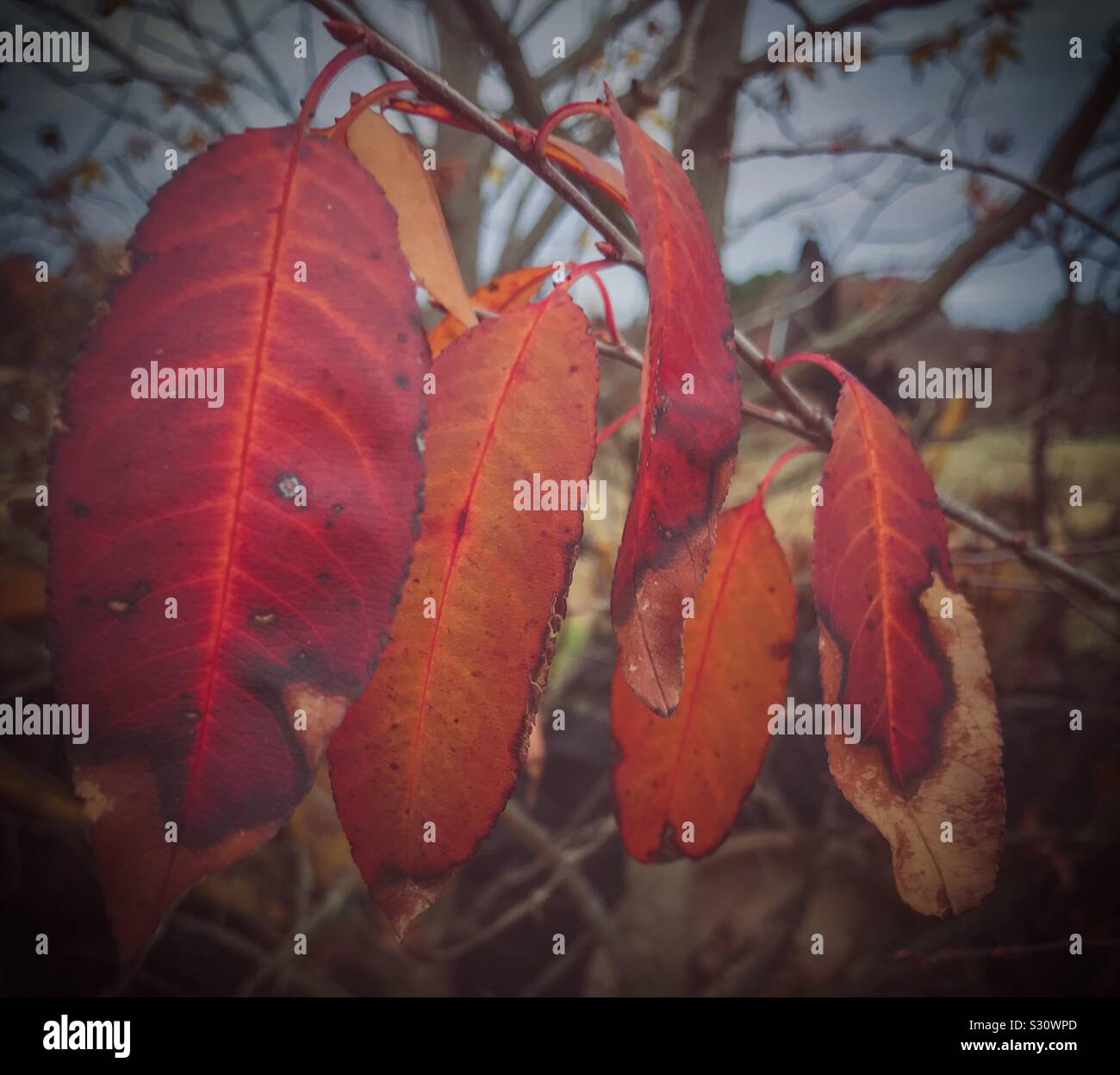 Les feuilles d'automne colorés on tree - Image de stock capturée avec un smartphone