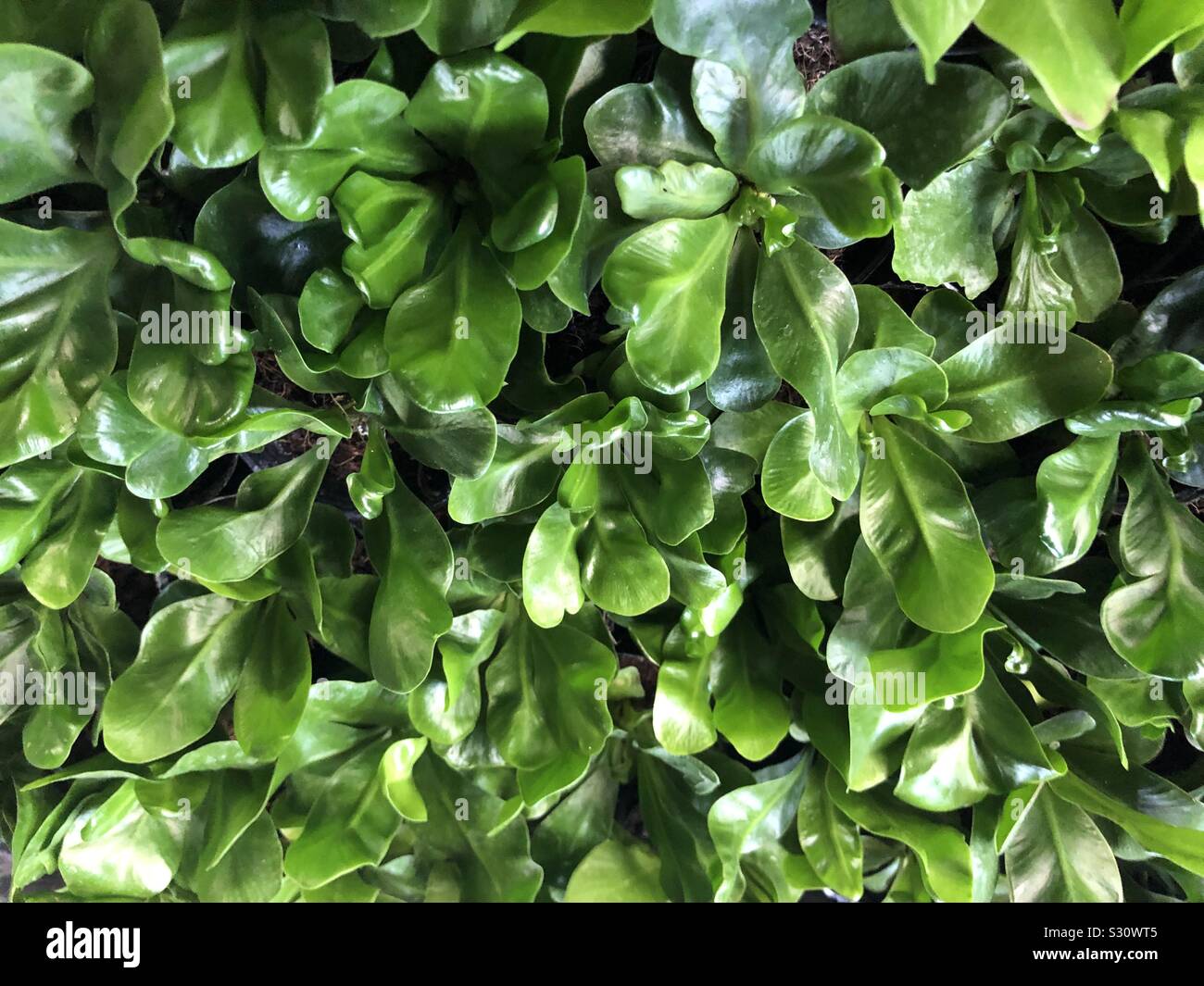 Aimerait Vivre Bebe Nid D Oiseau Asplenium Aka Fougeres Photo Stock Alamy Aimerait Vivre Bebe Nid D Oiseau Asplenium Aka Fougeres Photo Stock Alamy