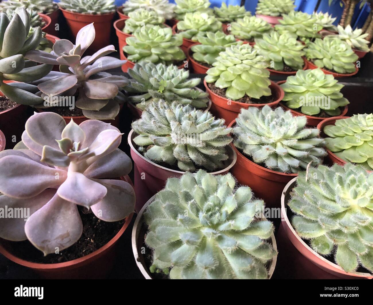 Cactus Plantes d'intérieur dans jardin store Banque D'Images