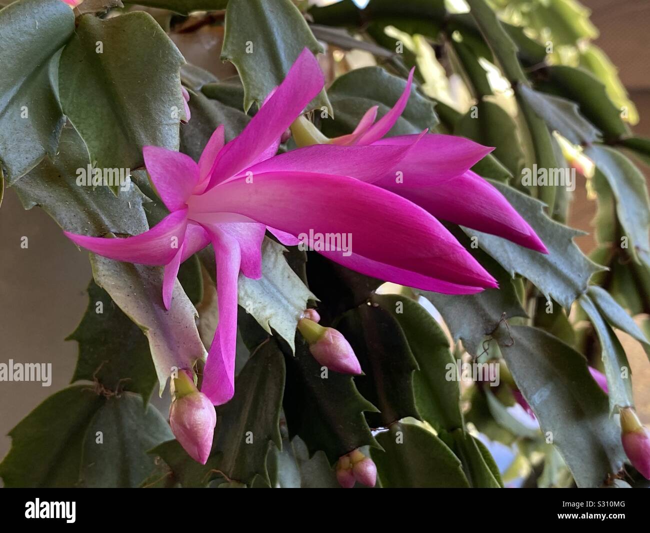 Rose lumineux cactus de Noël durant les vacances de Noël en fleurs - Image de stock capturée avec un smartphone
