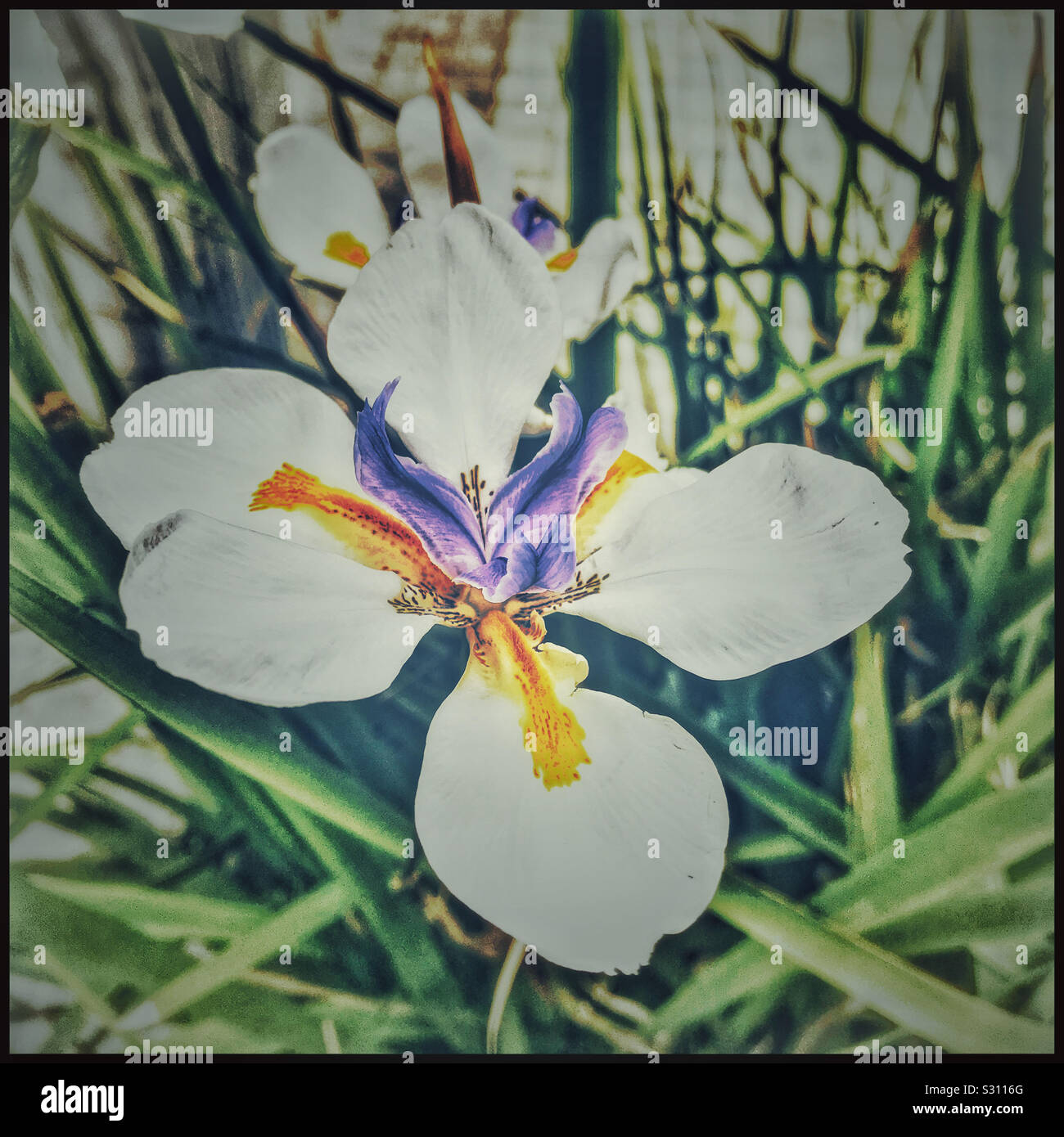 Fleur d’IRIS. Banque D'Images