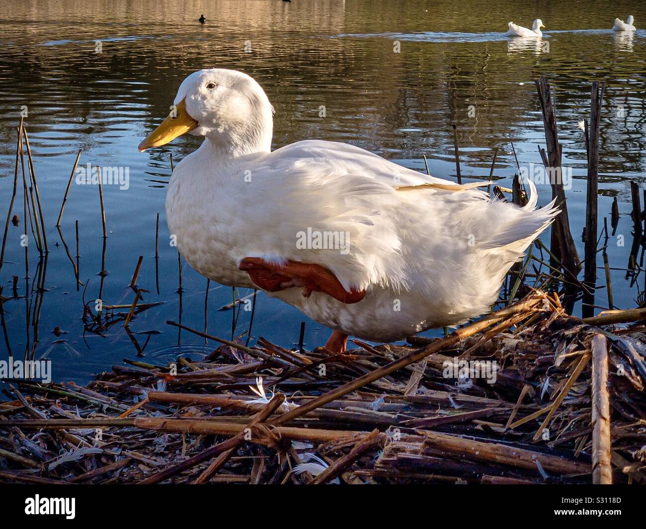 Canard de Pékin à faible niveau winter sunshine Banque D'Images