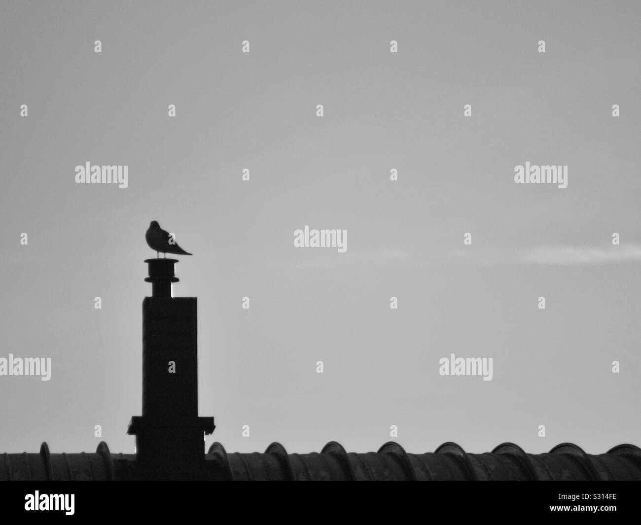 Un oiseau est posé sur une cheminée sur un toit Banque D'Images