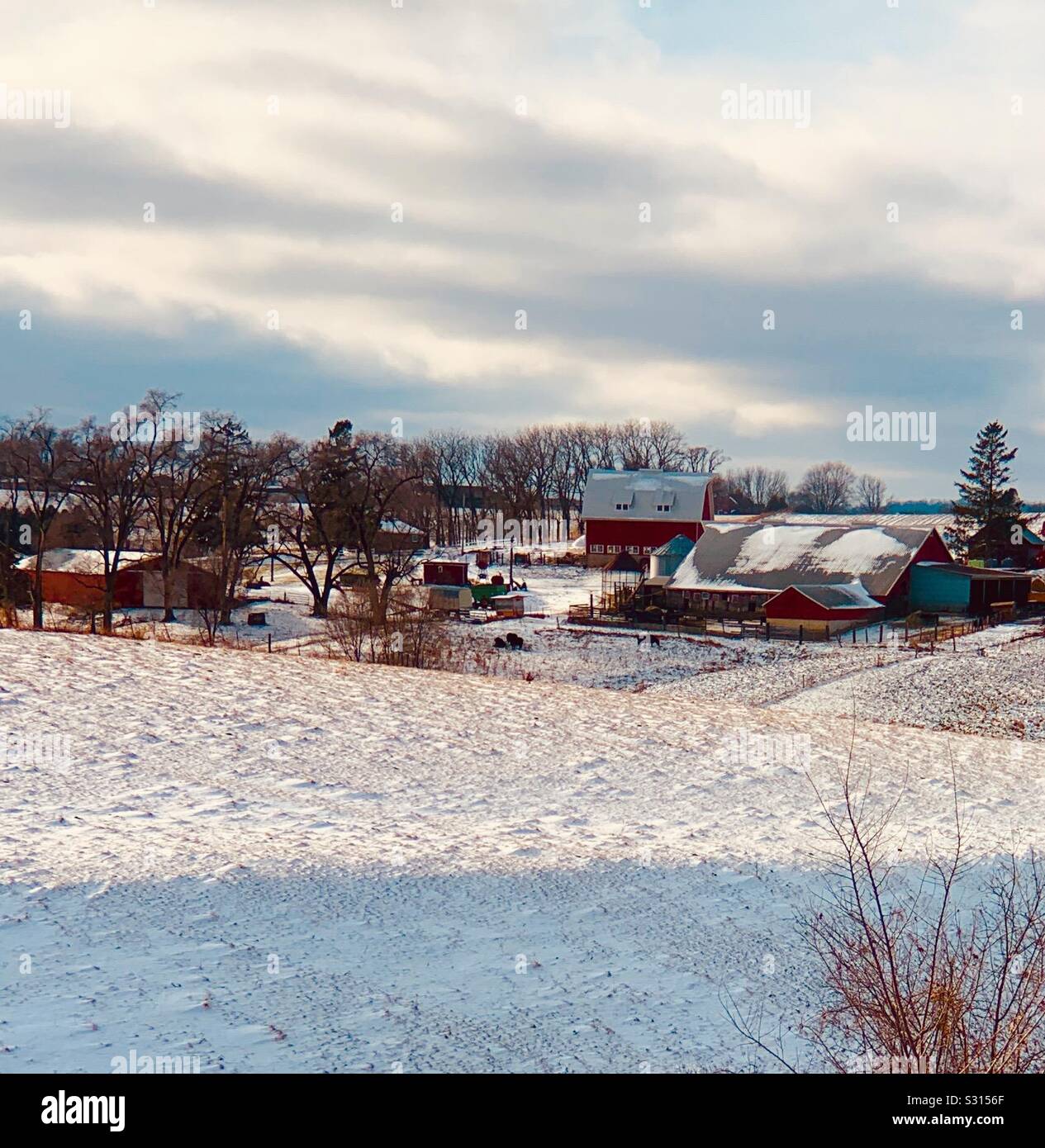 Photo de paysage avec des bâtiments de ferme rouge vaches qui paissent en premier plan. Banque D'Images