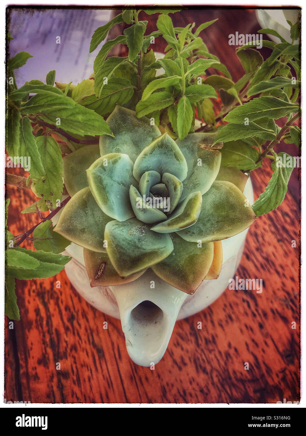 Succulentes dans une théière. Banque D'Images