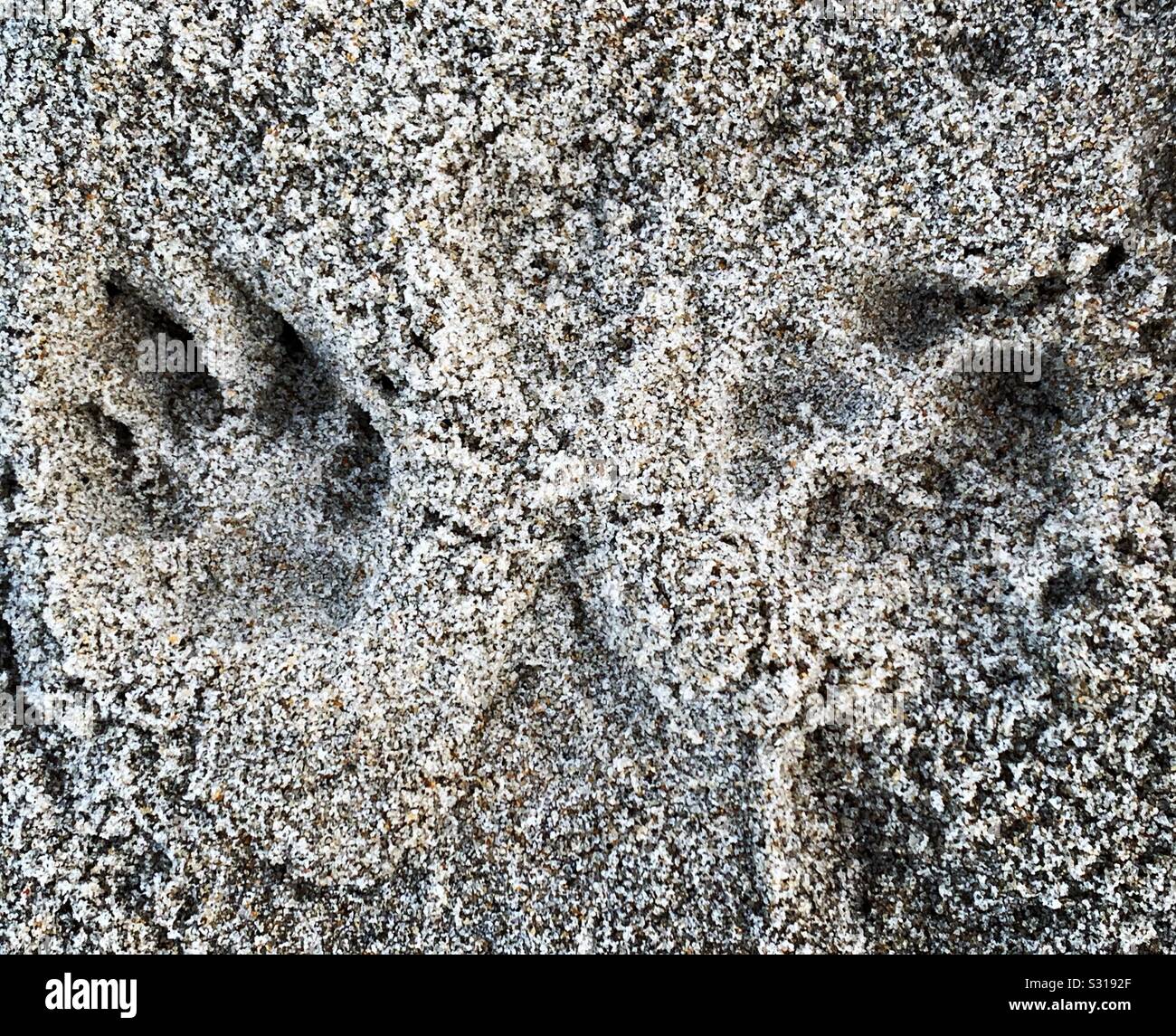 Empreintes de chien dans le sable à la plage Banque D'Images