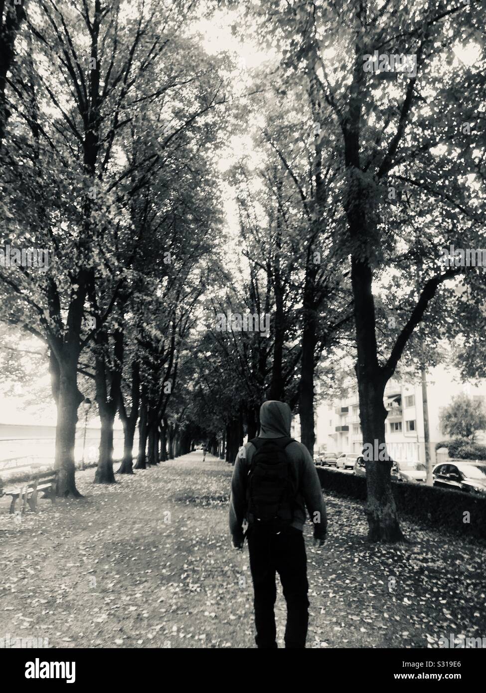 Promenade bordée d'arbres à Bonn, Allemagne Banque D'Images