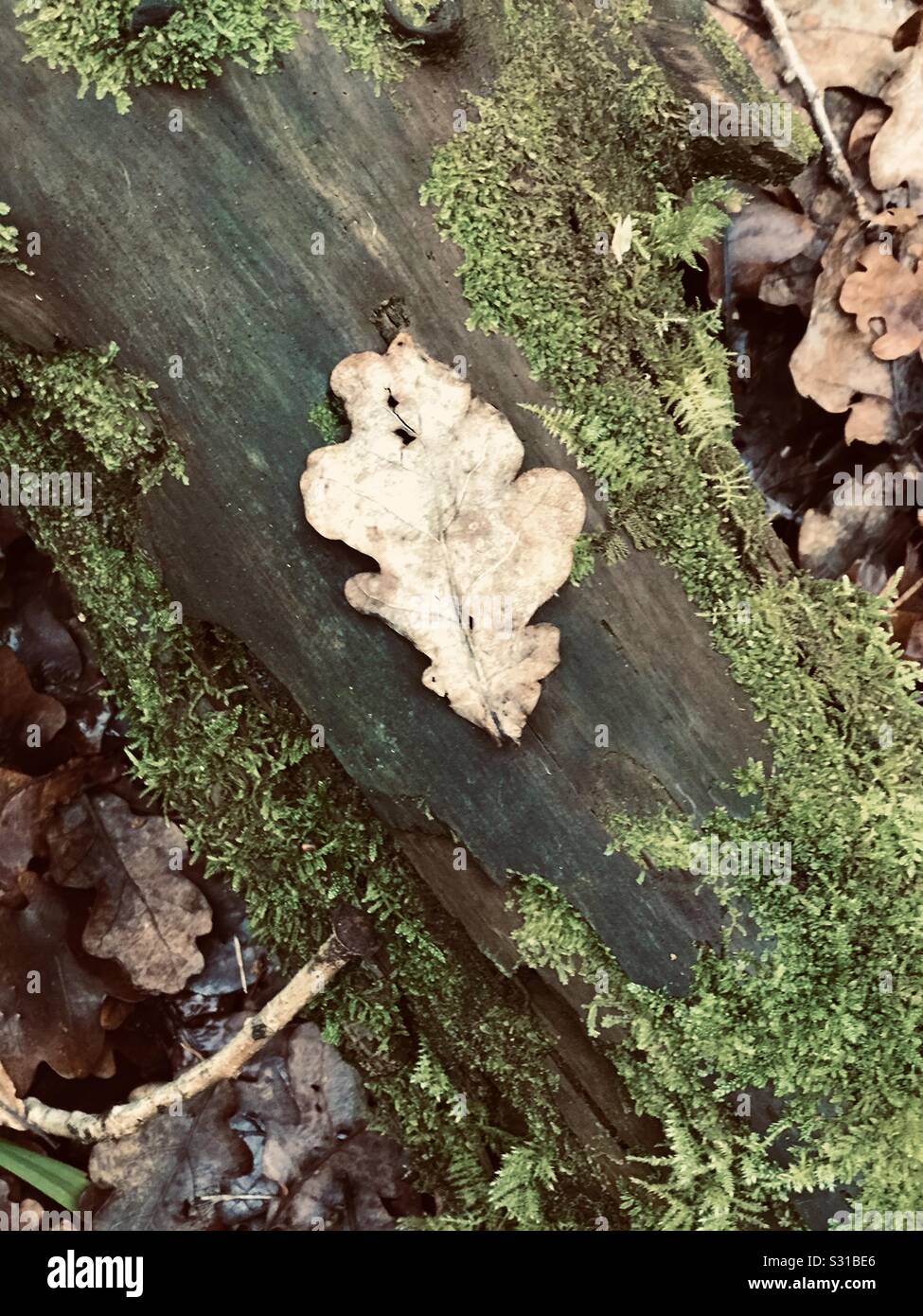 Feuille solitaire tombé sur un arbre log Banque D'Images