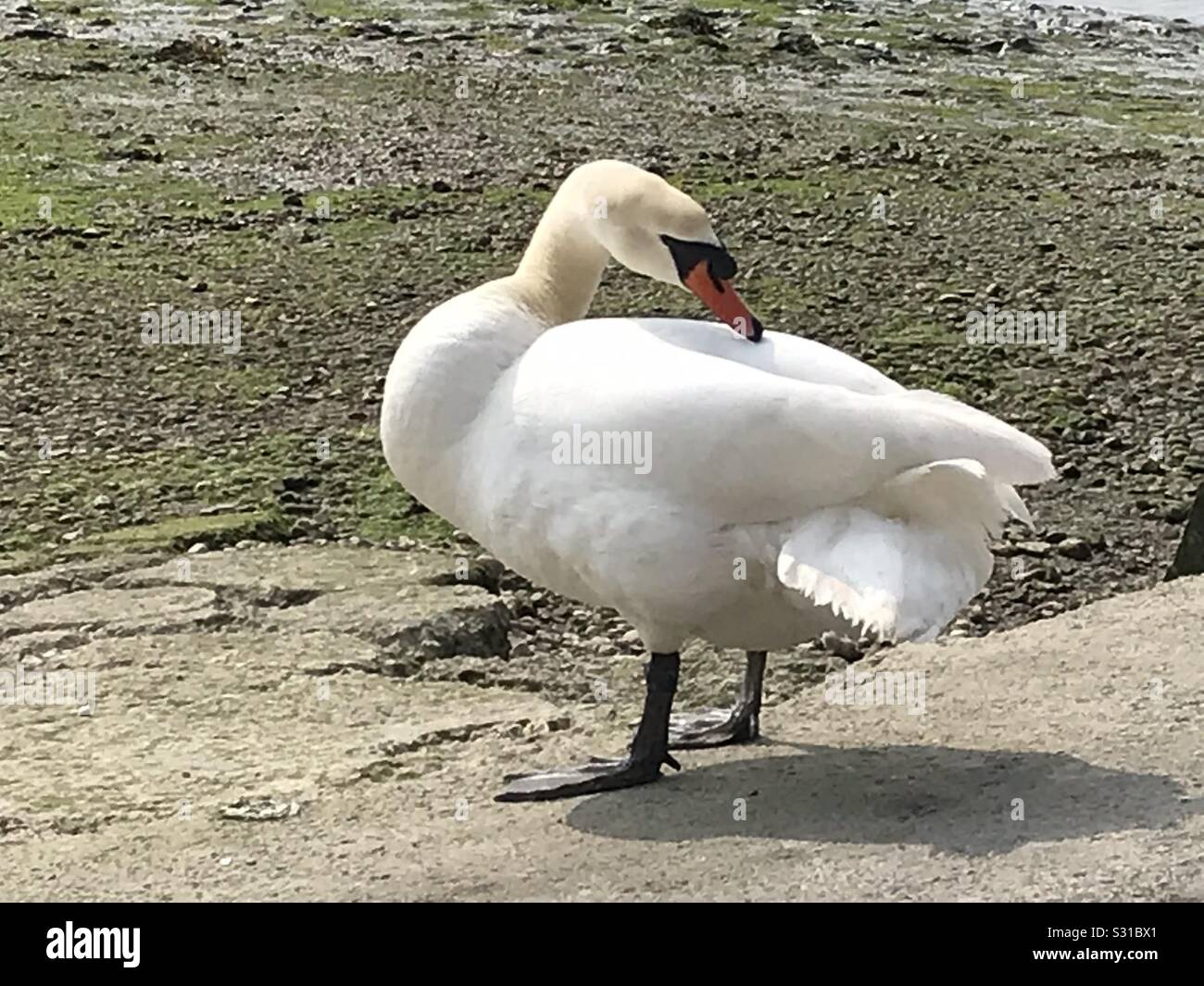 Swan se lissant les plumes à côté de l'estuaire, à marée basse. - Image de stock capturée avec un smartphone Swan se lissant les plumes à côté de l'estuaire, à marée basse. - Image de stock capturée avec un smartphone