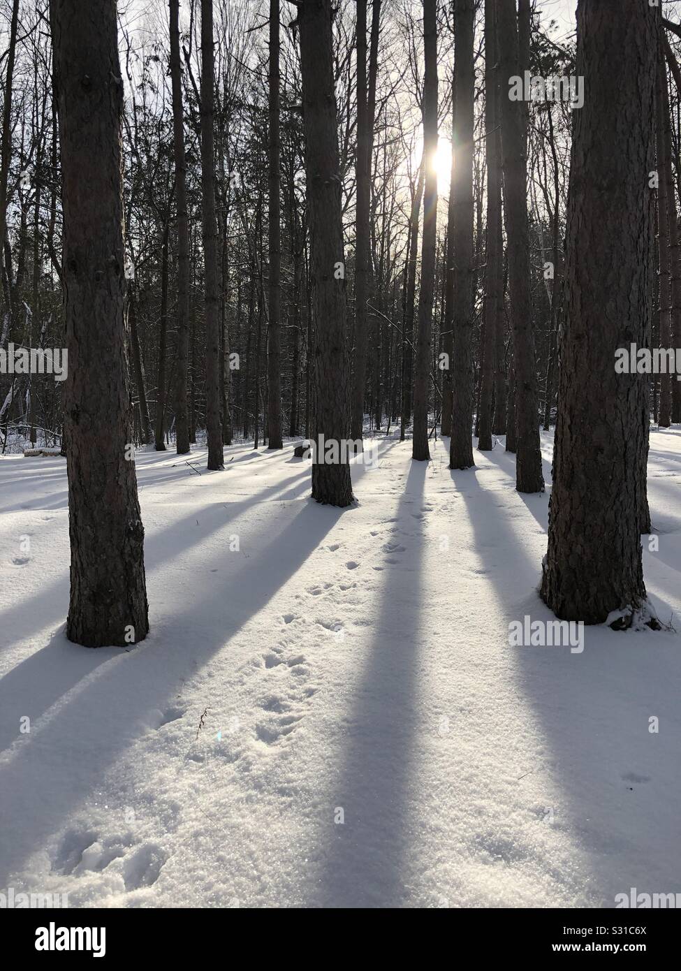 Le sabot de cerf en hiver pistes de forêt près de Ottawa, Ontario, Canada, Janvier 07, 2020 - Image de stock capturée avec un smartphone