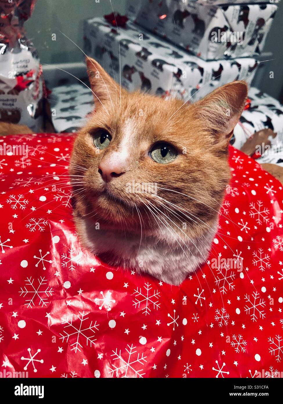 Gingembre Noël chez les chats le papier d'emballage présente Banque D'Images