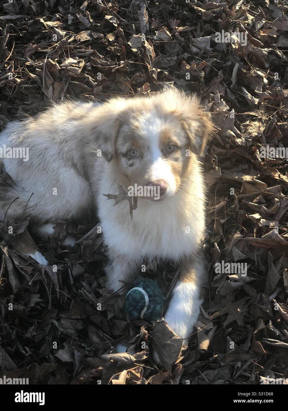 Chiot berger australien jouant dans les feuilles Banque D'Images