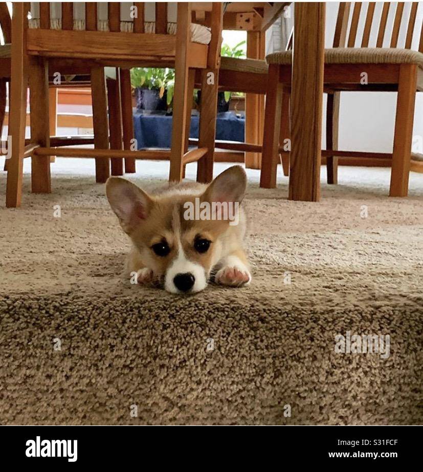 Bebe Corgi Photo Stock Alamy Bebe Corgi Photo Stock Alamy