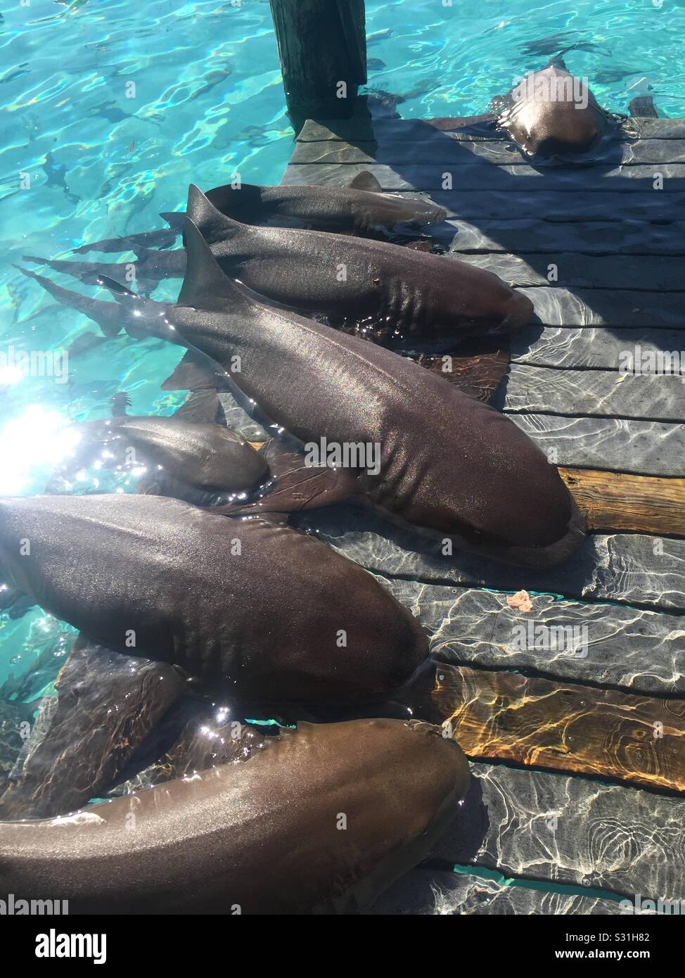 Infirmière requins à Compass cay aux bahamas Banque D'Images