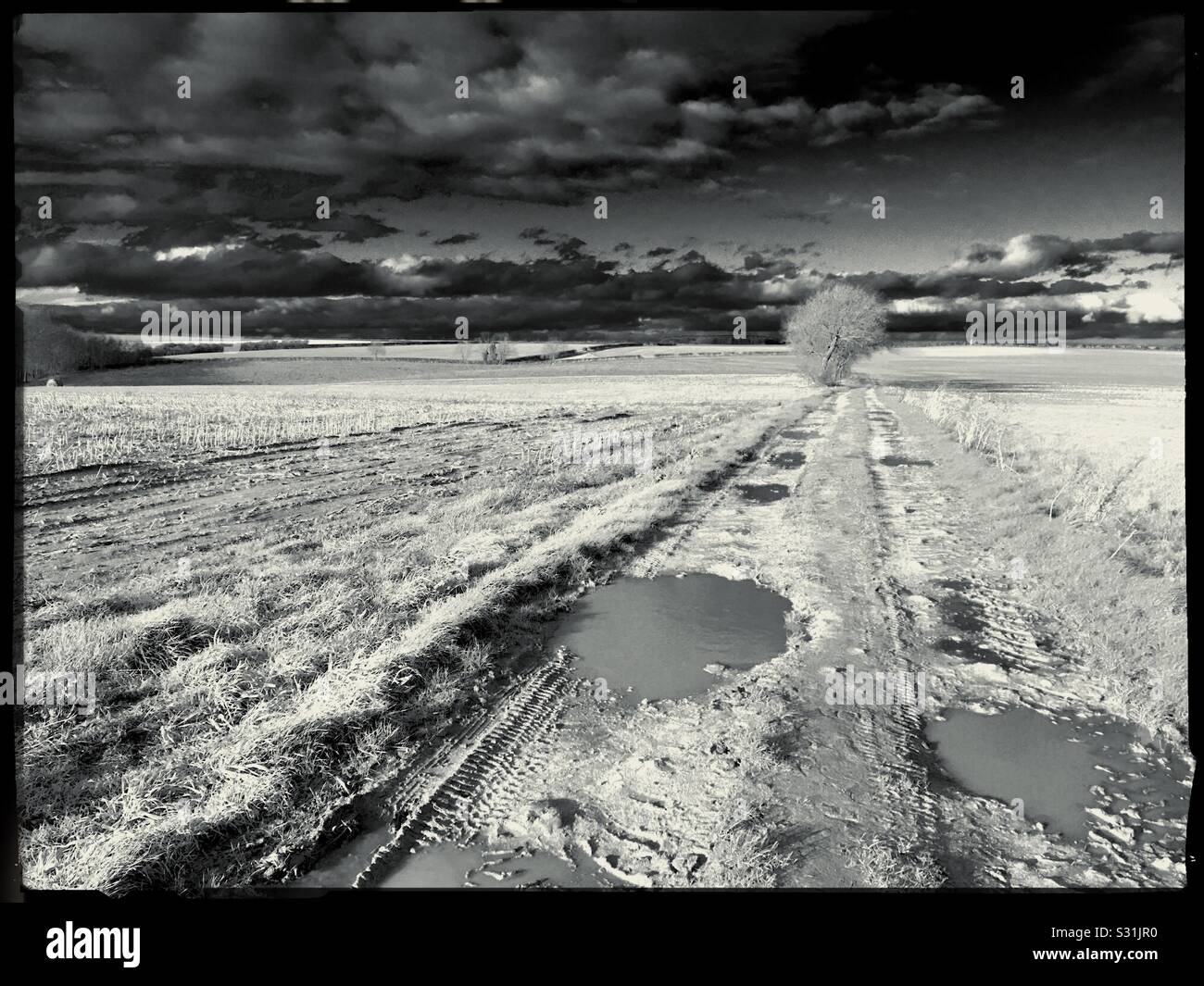 Sentier public traversant les terres agricoles. Sudbrook, Lincolnshire, Royaume-Uni. Banque D'Images