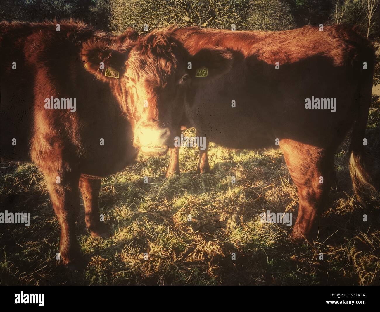 Le château de Red Poll paît sur Sutton Heath pour maintenir la terre de bruyère fertile, Suffolk, Angleterre. - Image de stock capturée avec un smartphone