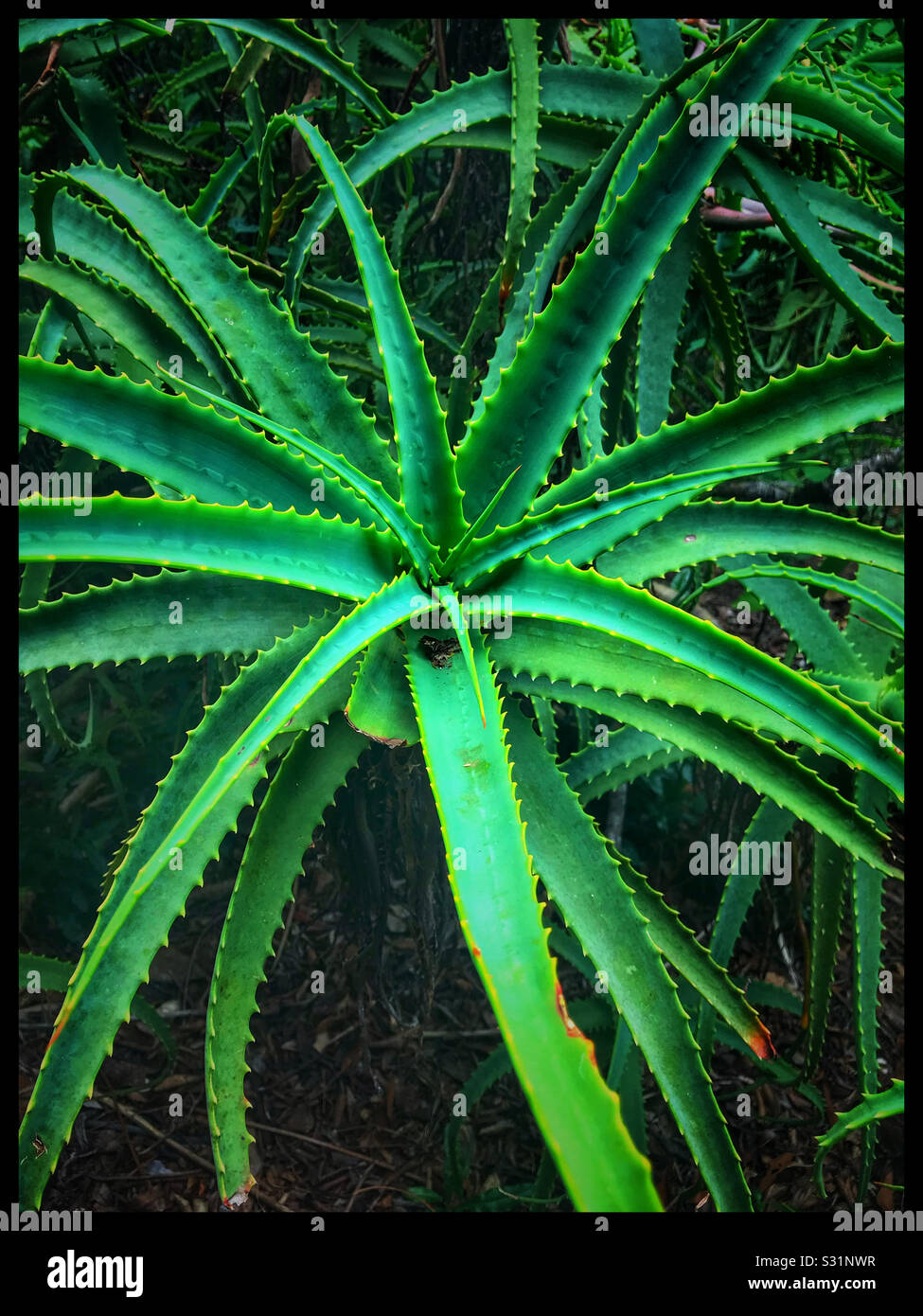 Plantes Succulentes dans Kirstenbosch, Cape Town, Afrique du Sud. - Image de stock capturée avec un smartphone