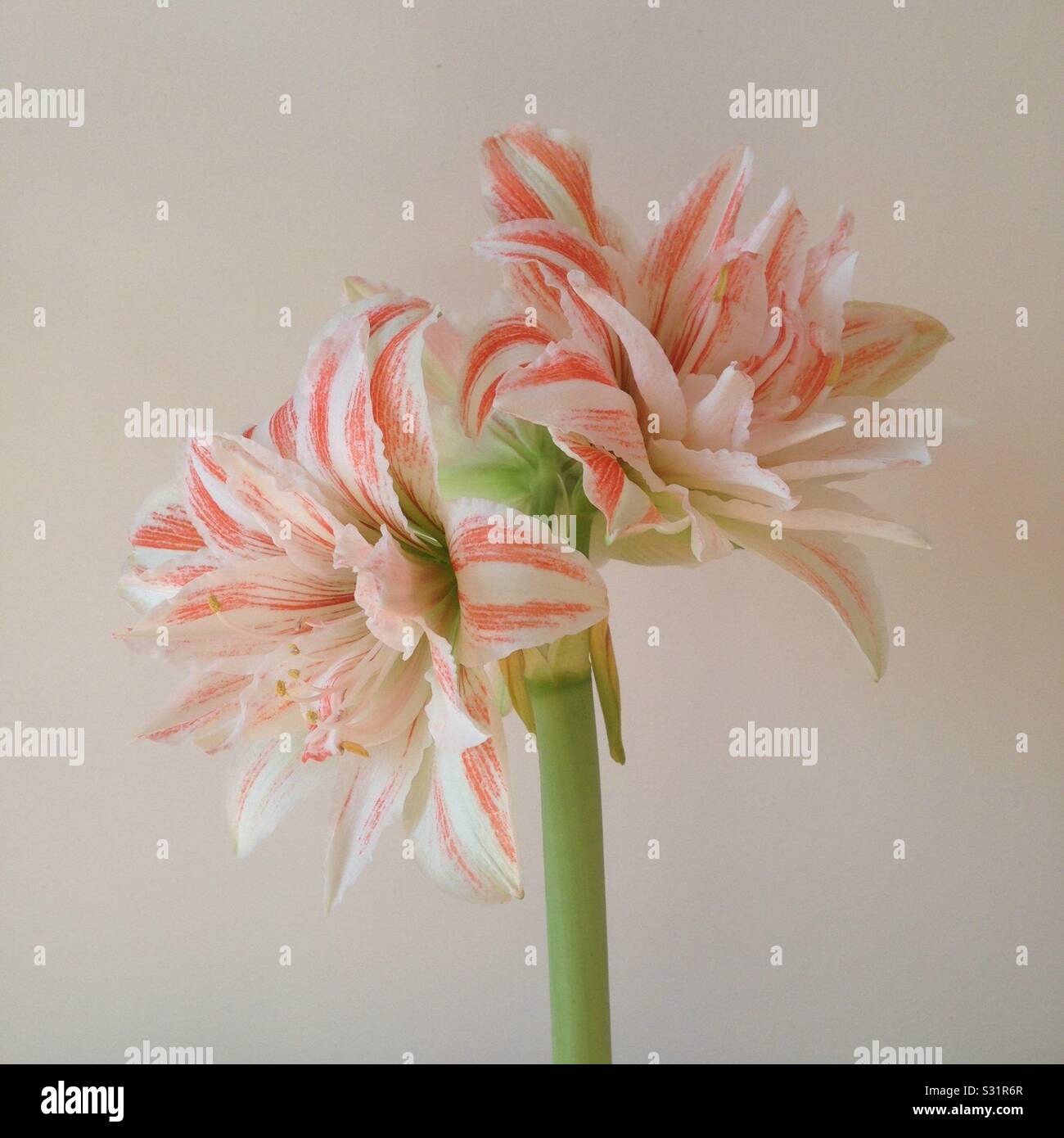 Un Dancing Queen Amaryllis. Banque D'Images