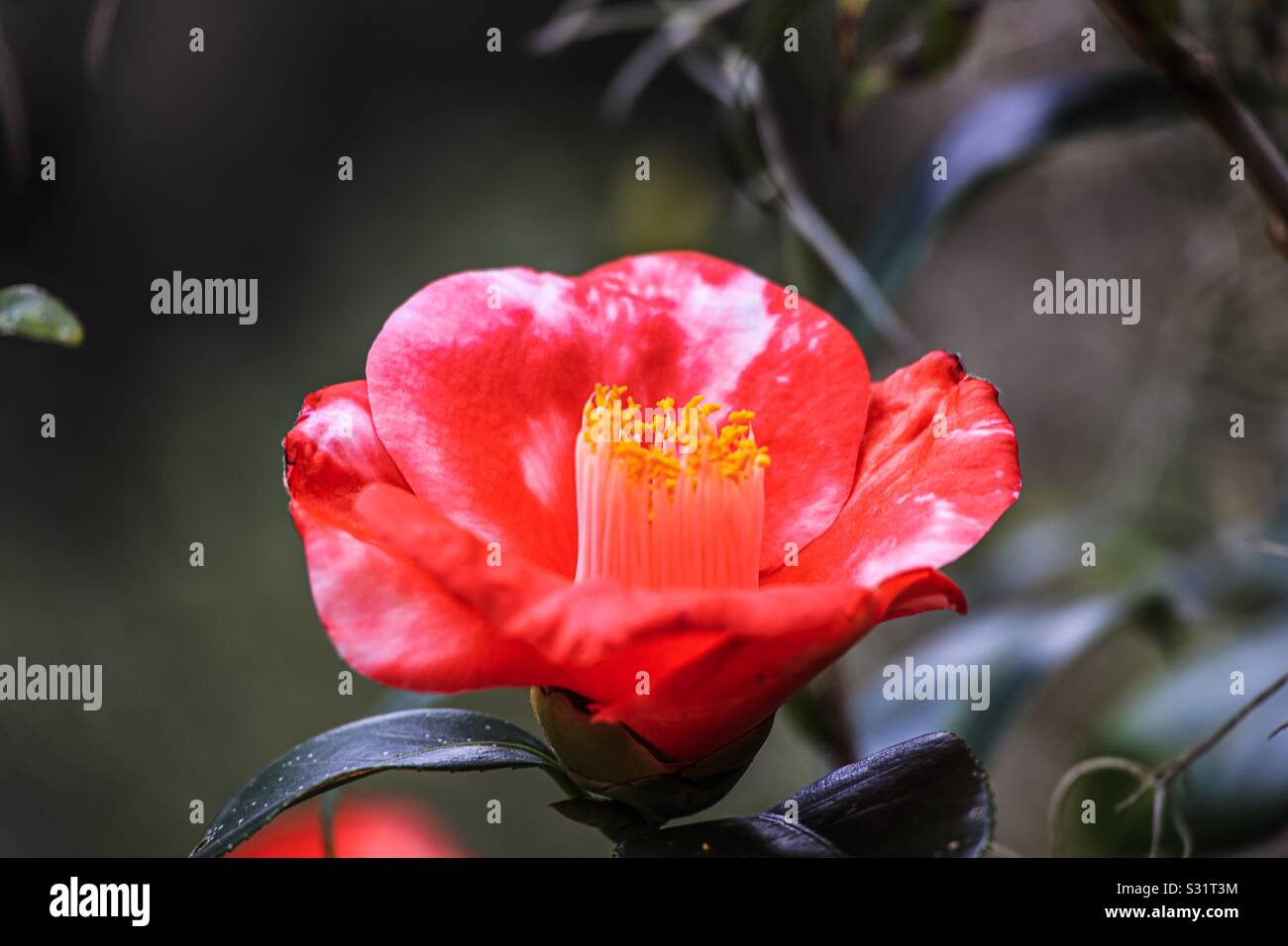 Fleur de camélia rose vif Banque D'Images
