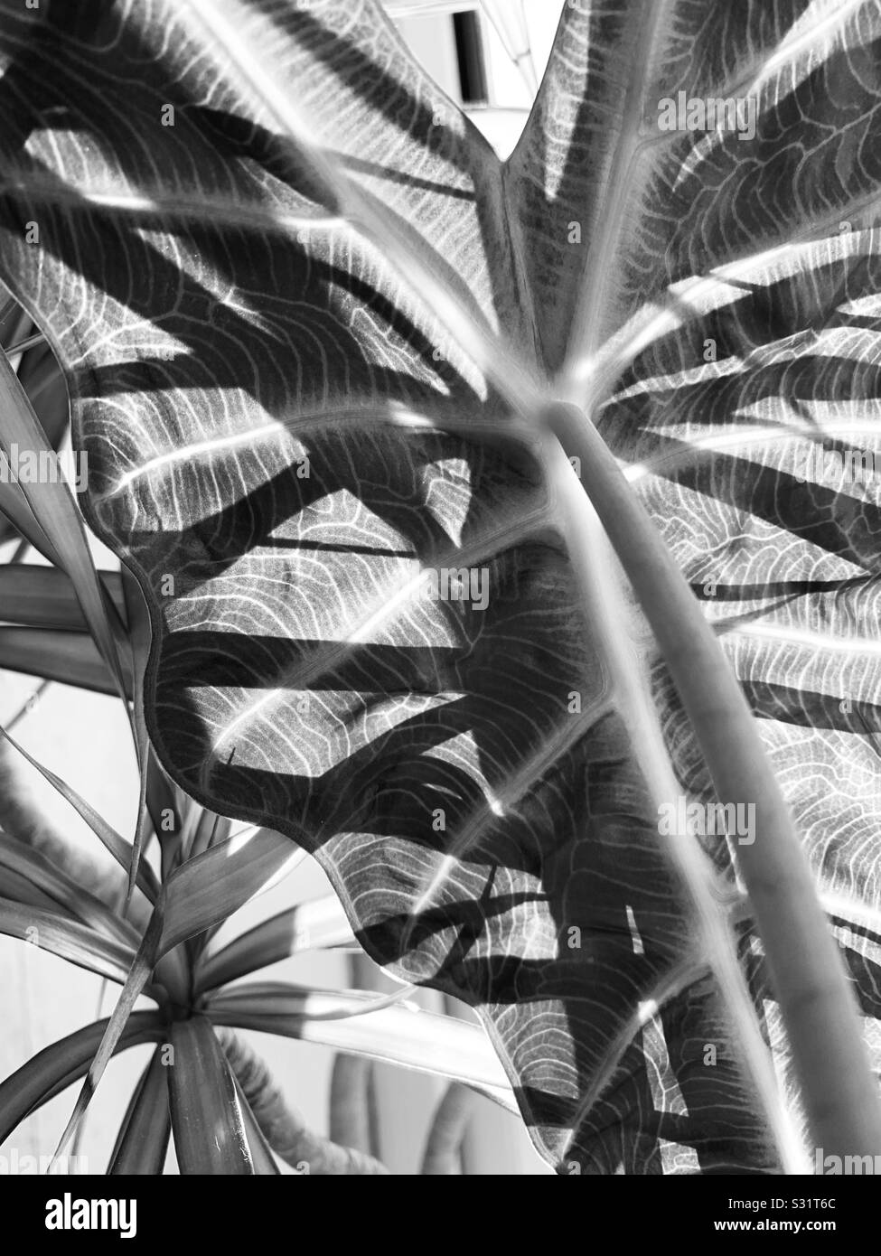 Alocasia Venusta plante avec des ombres abstraites en noir et blanc Banque D'Images