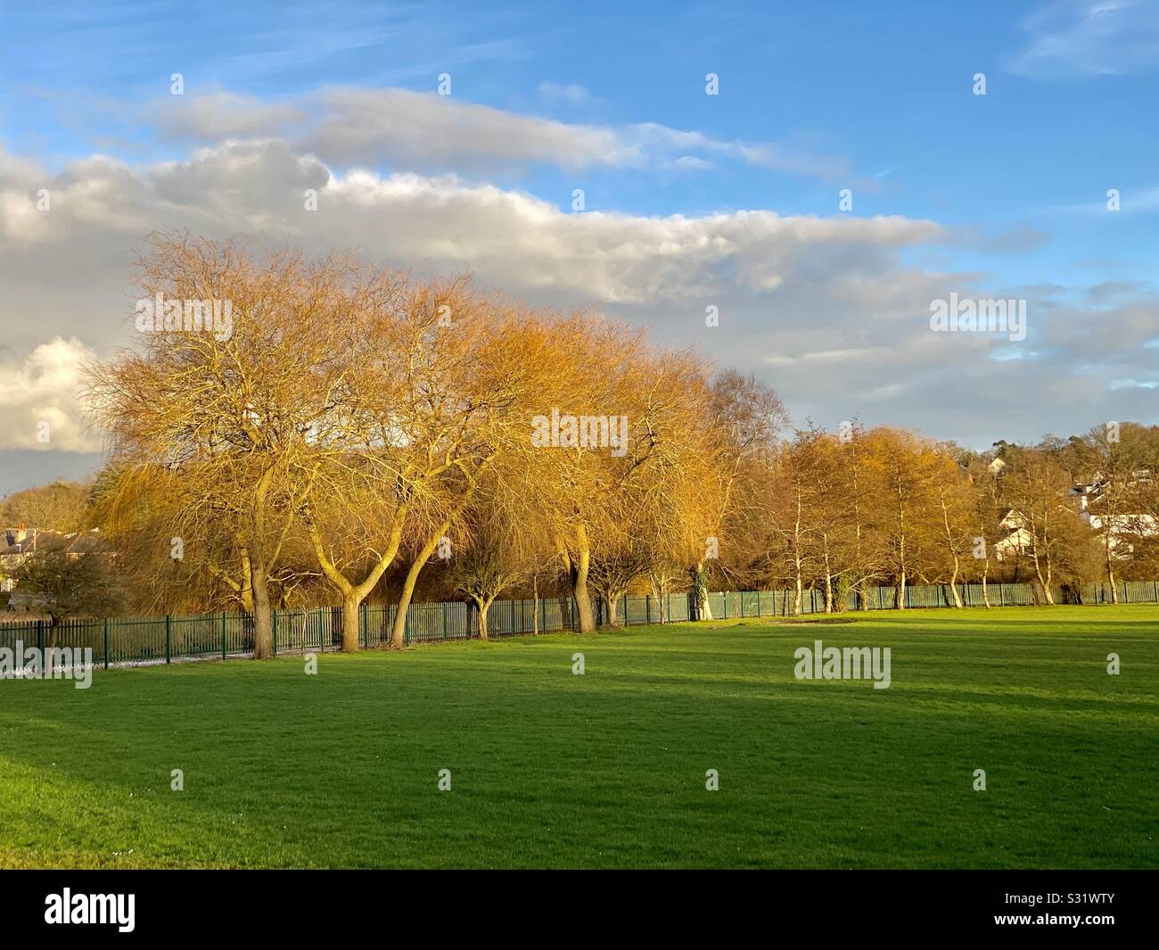 Arbres en après-midi, soleil d'hiver Banque D'Images