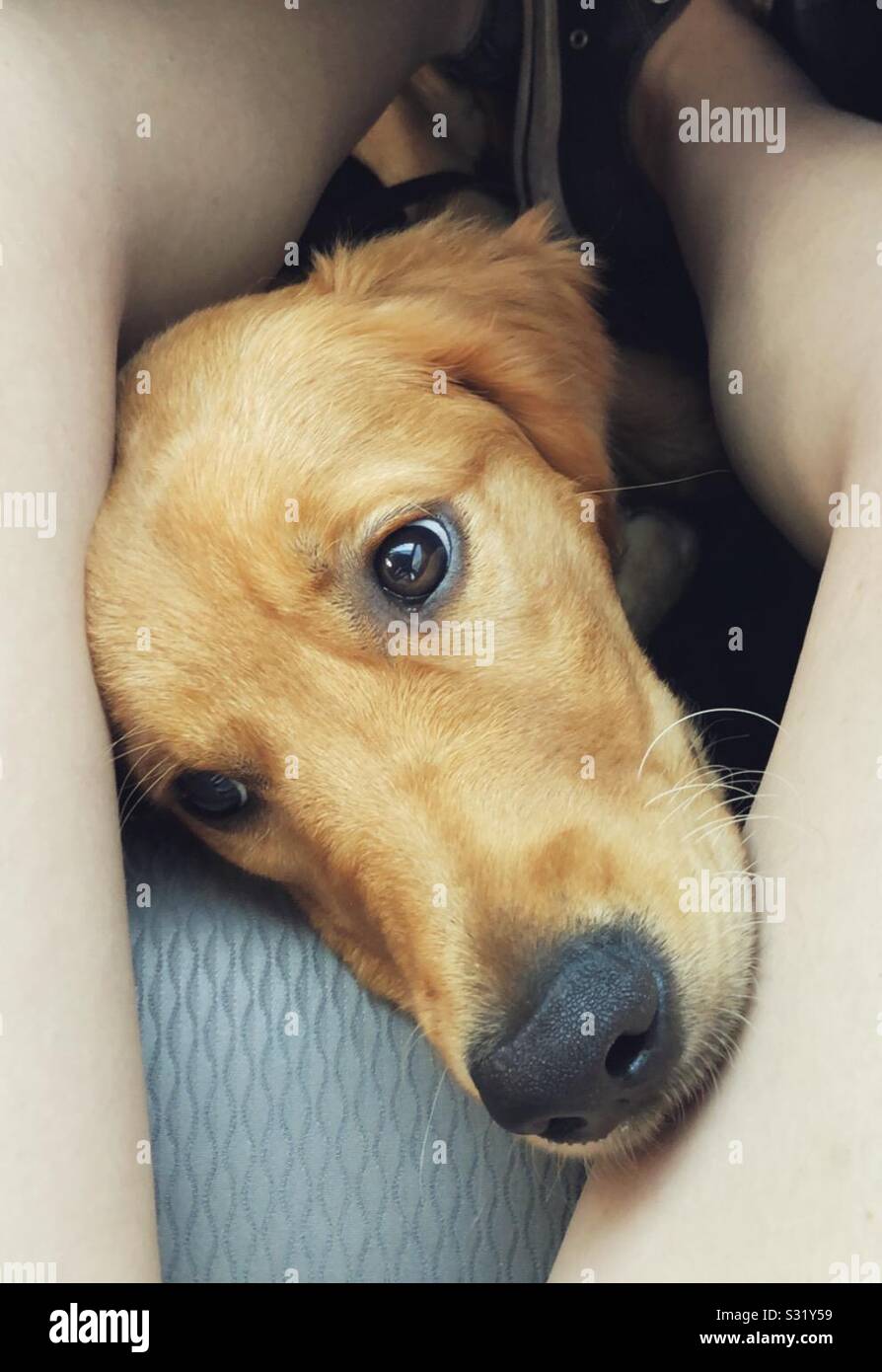 rencontre golden retriever
