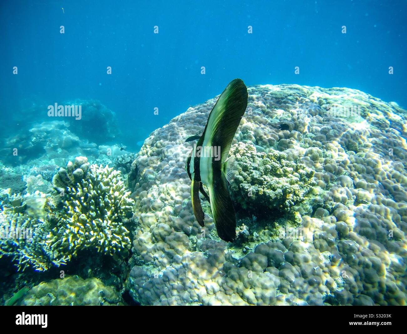Beauté naturelle sous-marine sous la forme des récifs coralliens et de magnifiques poissons Banque D'Images