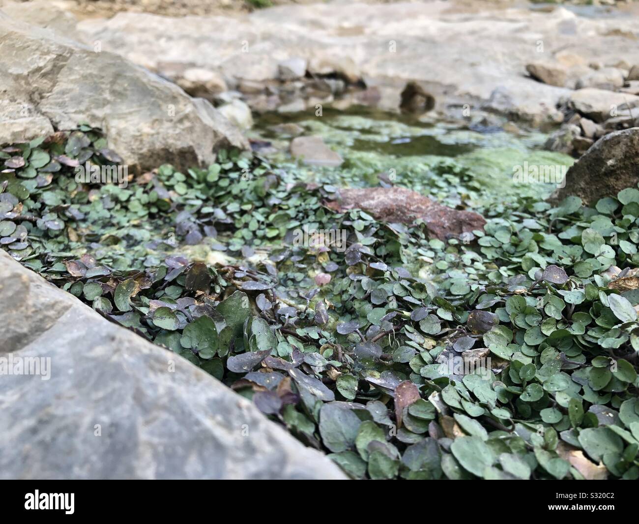 Les petites plantes Banque D'Images