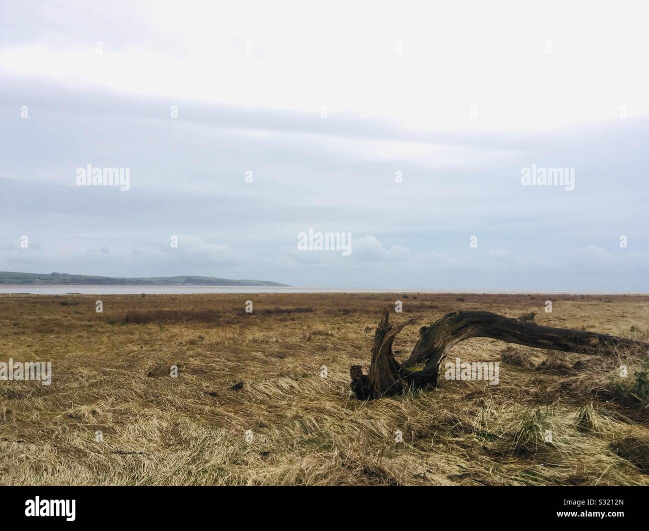 Souche d'arbre sur le séisme et les zones humides d'Ringdoo Point, près de Dunragit, Dumfries et Galloway, Écosse Banque D'Images