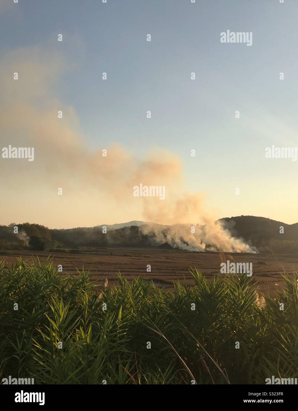 Champ de riz brûlant dans le Nord de la Thaïlande Banque D'Images