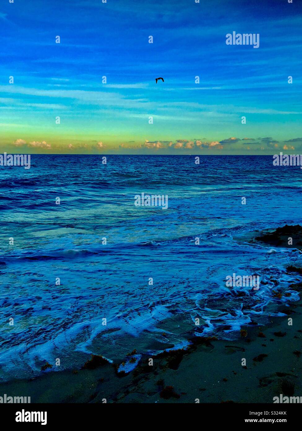 Coucher de soleil, vagues de l'océan et un mouette qui survole l'océan en Floride. Banque D'Images