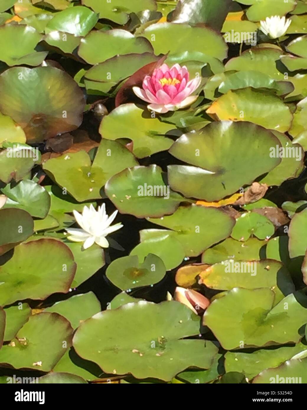 Étang de Lily avec fleurs roses et blanches Banque D'Images