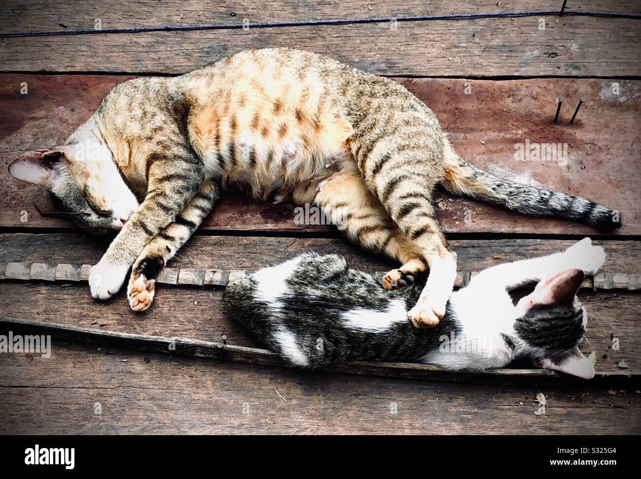 Un chat féminin enceinte et un chaton dormant sur un parquet Banque D'Images