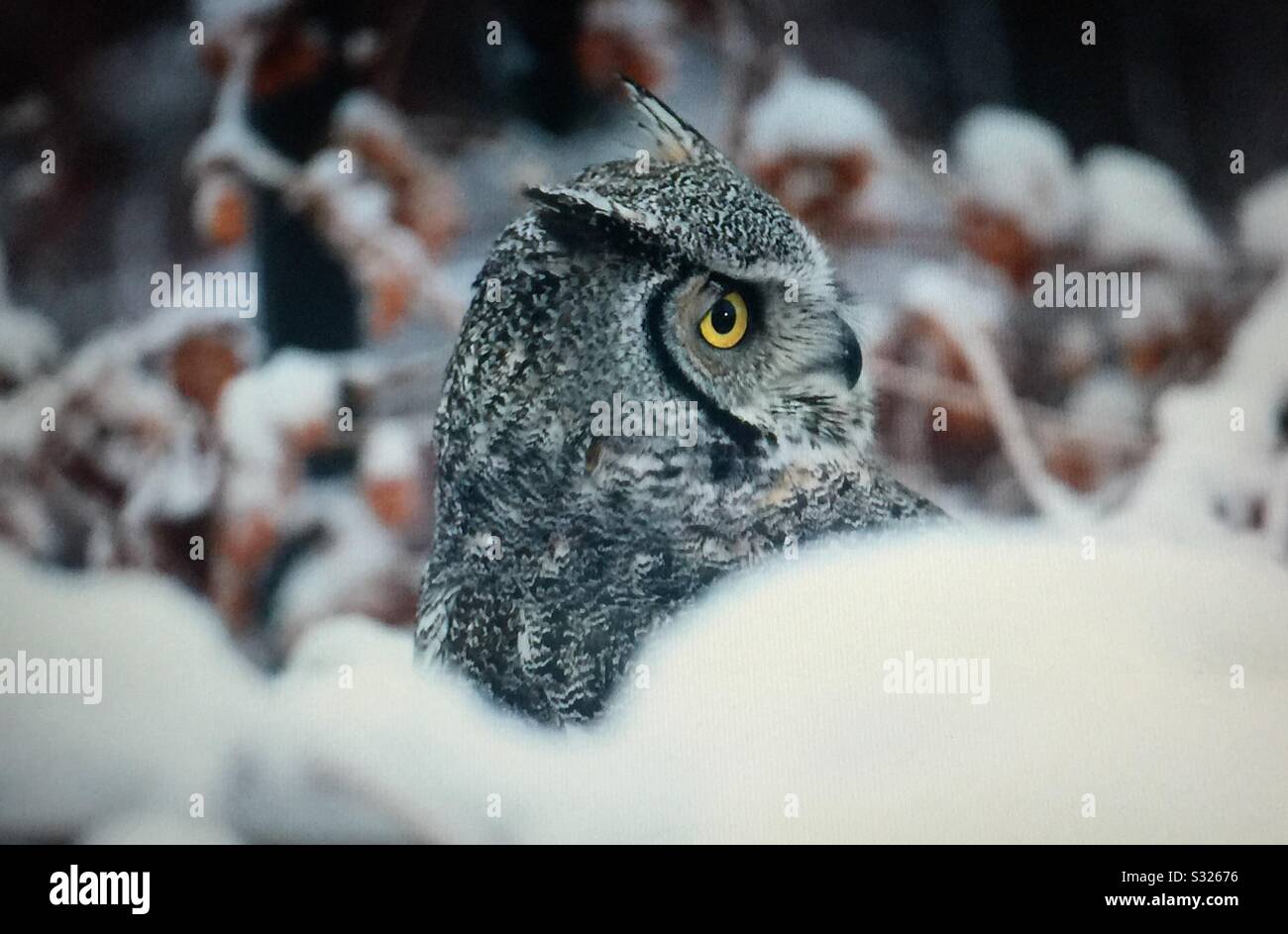 Oiseaux D'Amérique Du Nord, Grand Chouette Cornée, Bubo Virginianus Banque D'Images