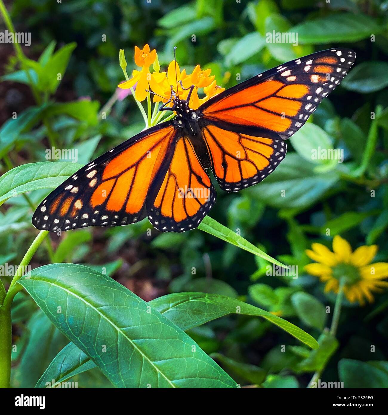 Festin de papillons monarques mâles sur des fleurs de lantana dans un jardin. - Image de stock capturée avec un smartphone