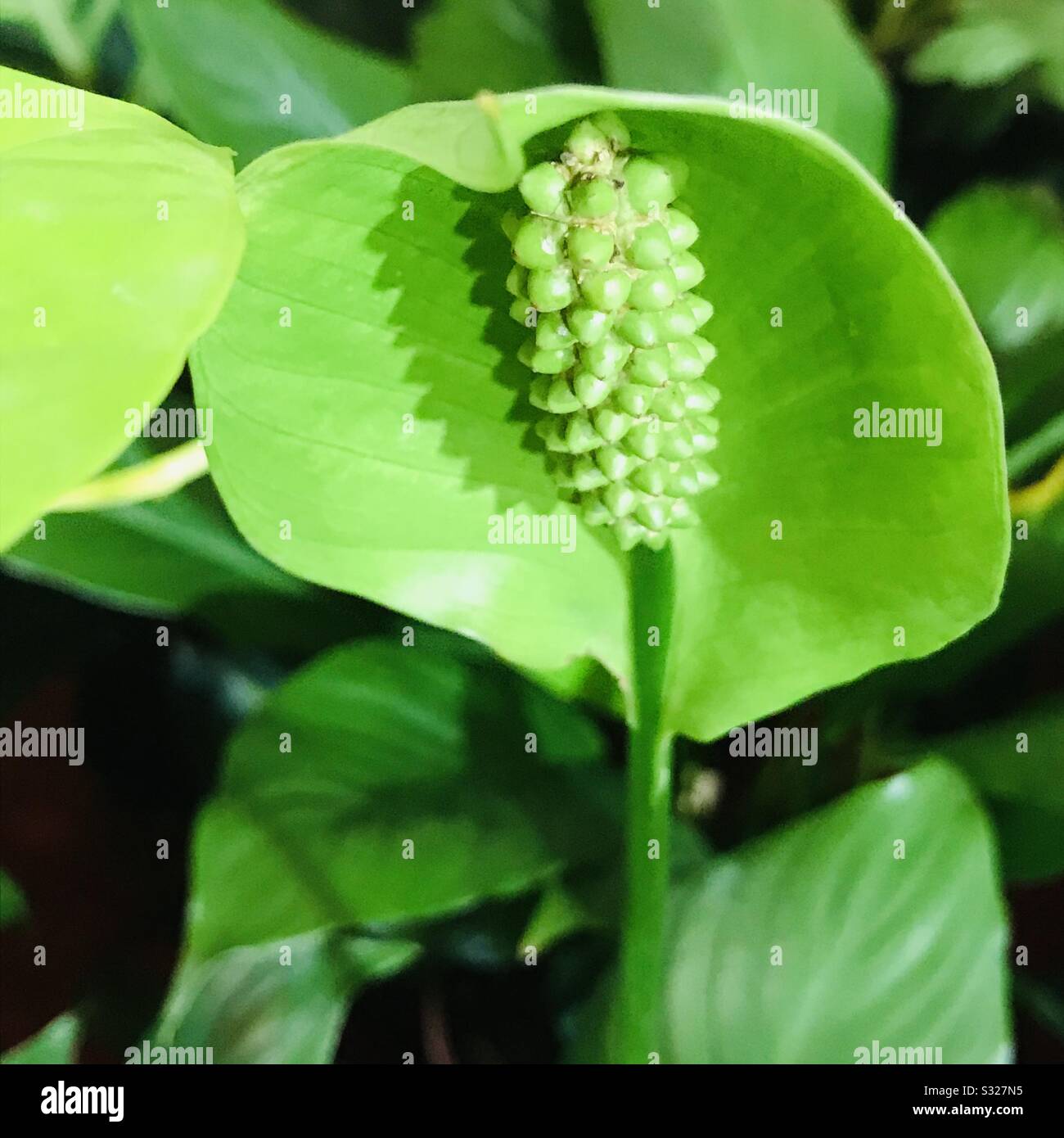 Couleur verte la paix ressemble à une pose de tête de serpent, alias Spathiphyllum air purifiant plante de floraison-calathea fleur-queue plante Banque D'Images