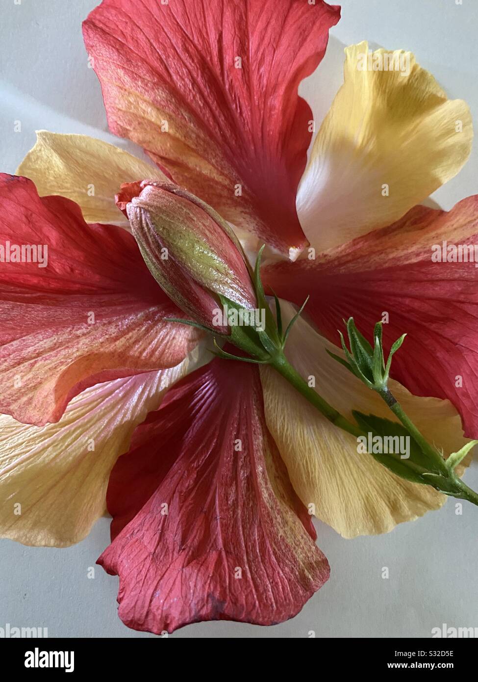Pétales d'hibiscus rouge et jaune colorés avec un bourgeon d'hibiscus au centre Banque D'Images Pétales d'hibiscus rouge et jaune colorés avec un bourgeon d'hibiscus au centre Banque D'Images