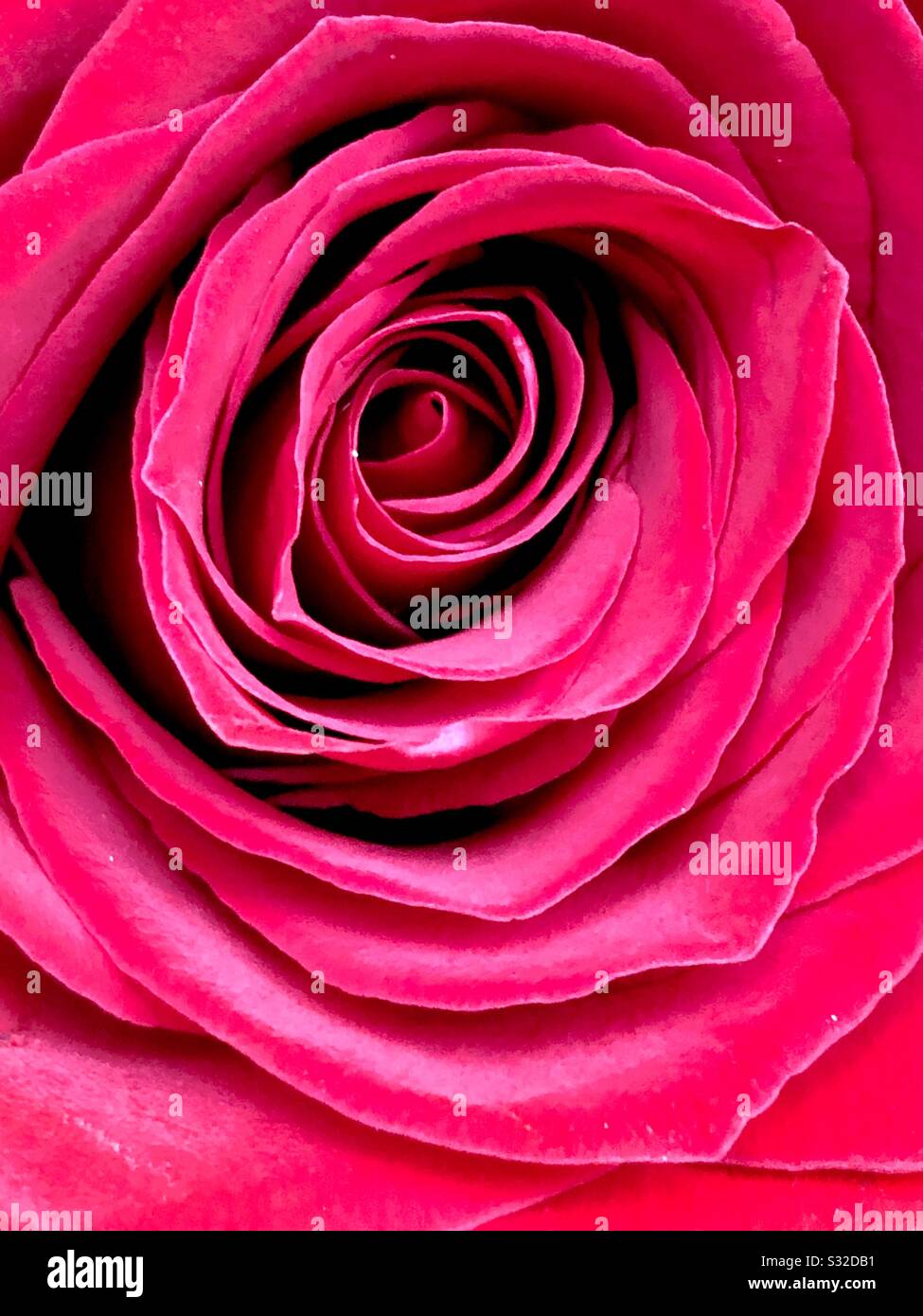 Rose rouge remplissant le cadre - Image de stock capturée avec un smartphone